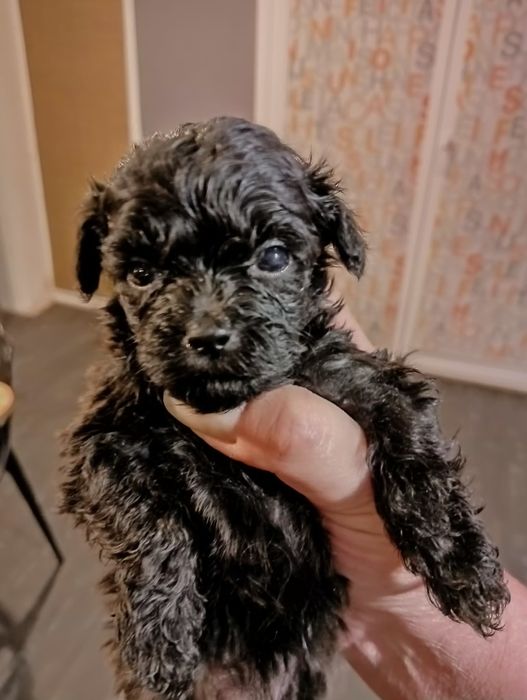 Мальтипу F2 супер микро