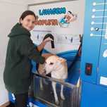 Máquina dog-wash, self-service