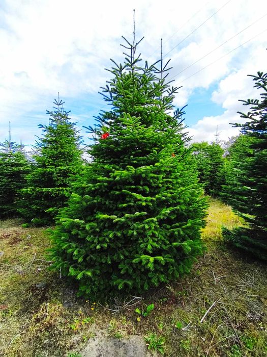 Jodła kaukaska cięta PRIMA PREMIUM 350-550cm