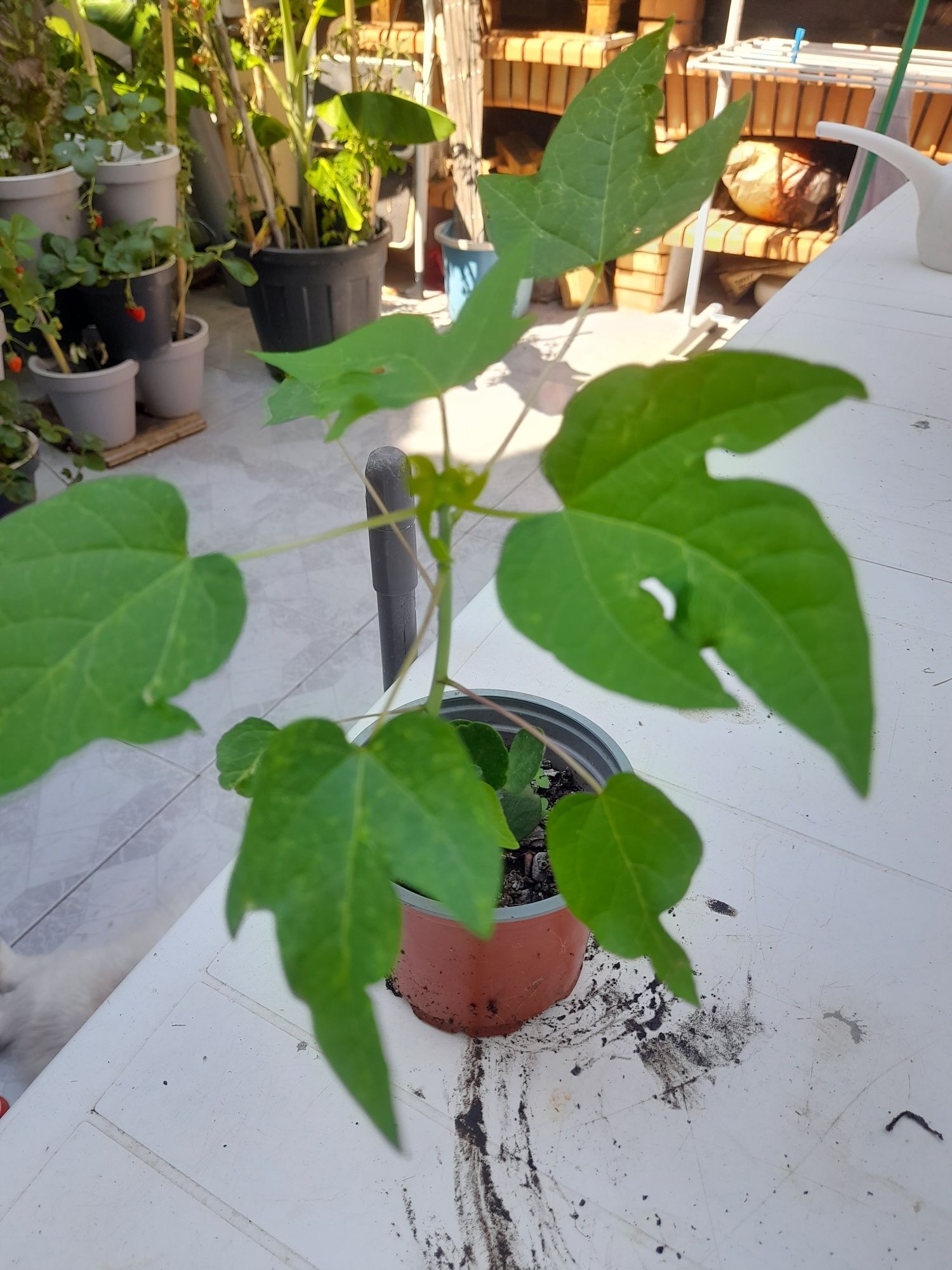 Árvore de fruto natural mamão.