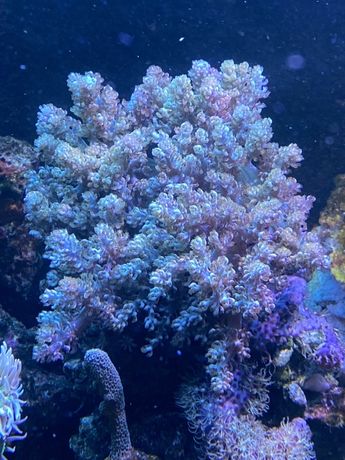 Capnella koralowiec miękki AKWARIUM MORSKIE