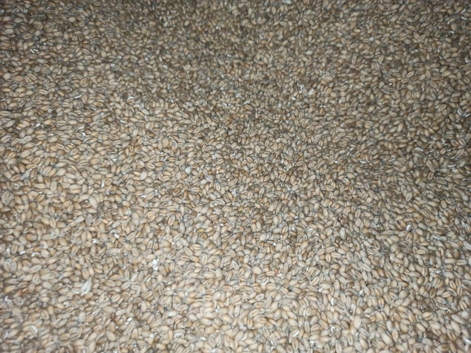 Sprzedam pszenicę Patras - rok po centrali