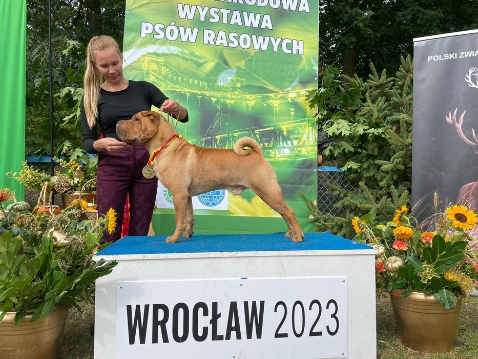 Szczenię Shar pei FCI