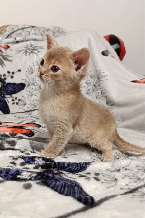 Кошенята абіссинськоі породи чекають на сімю