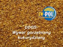 Wywar gorzelniany DDGS, kukurydziany.