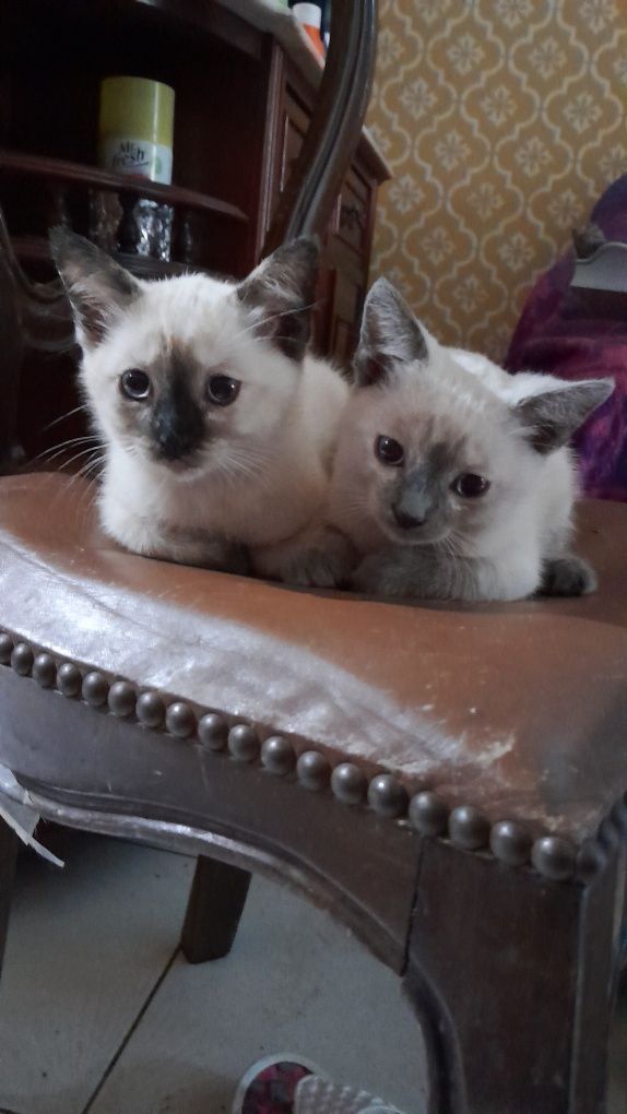 Duas gatinhas para adopção
