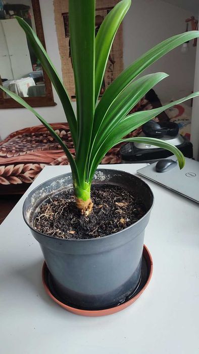 Kwiat - roślina Kliwia w doniczce