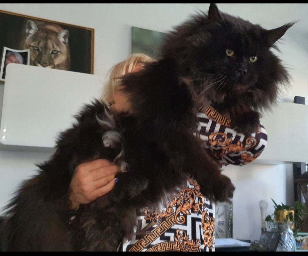 Maine coon  kotka czarna