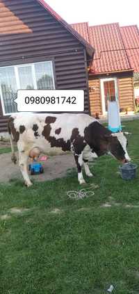 Продам корову після телятка мілка