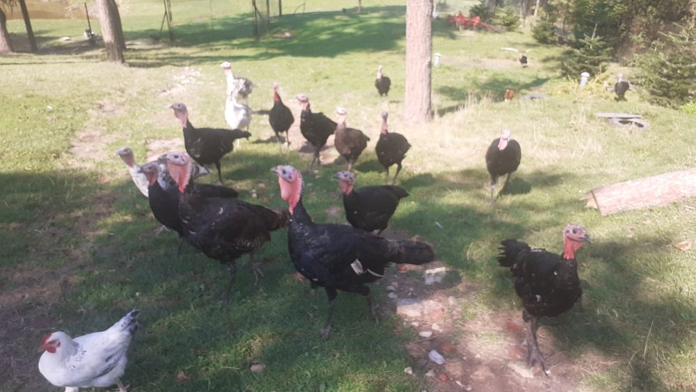 Indyki indyk kanadyjski liliputy kogut