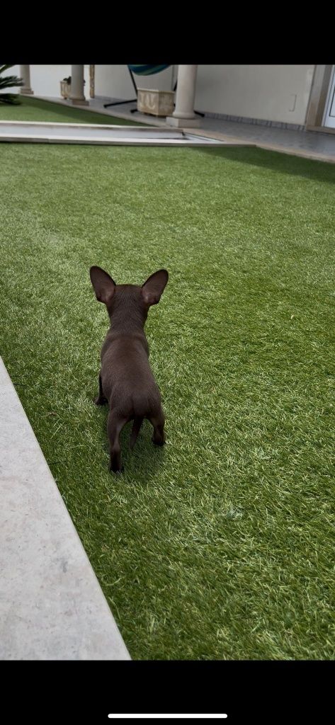 Chihuahua fêmea.. miniatura