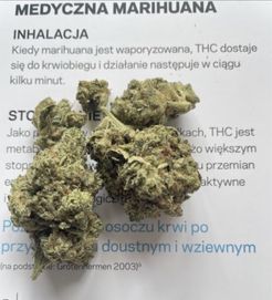 Marihuana konopie susz cbd