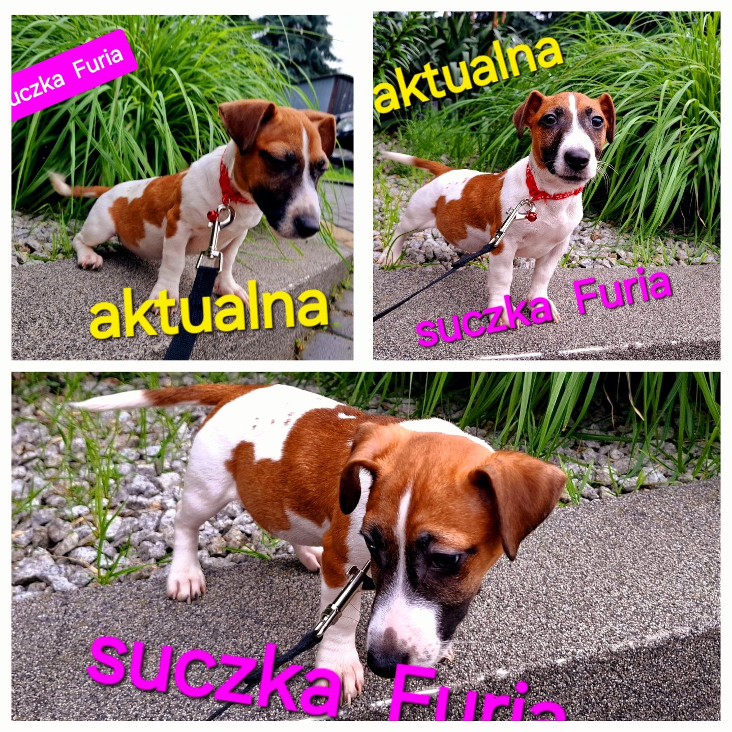 Piękna Furia !!! Jack Russel Terrier krótkie nózki RODZICE w hodowli