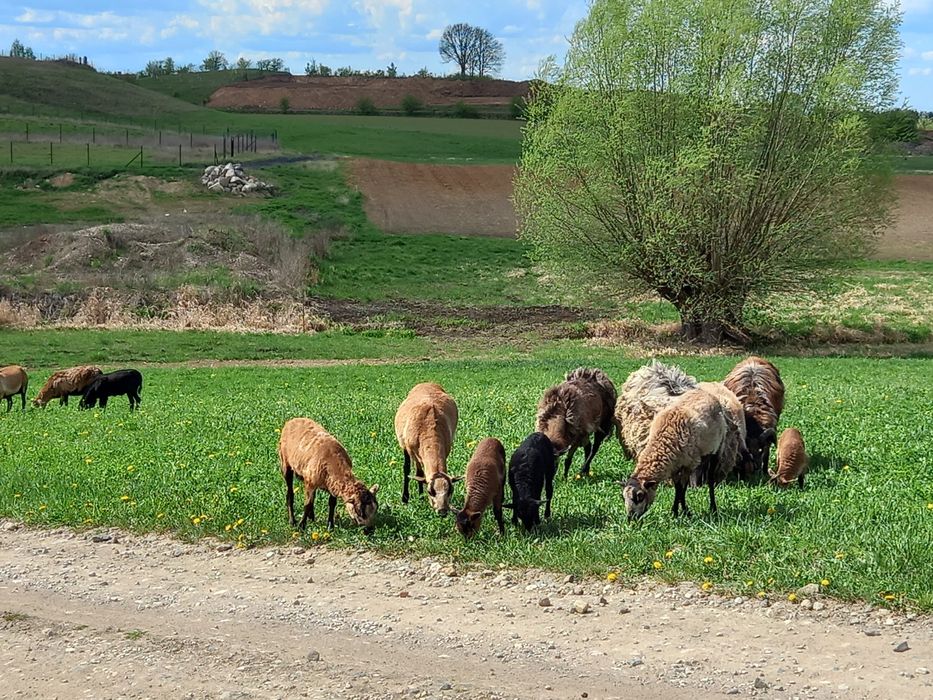 Owce i barany kameruńskie