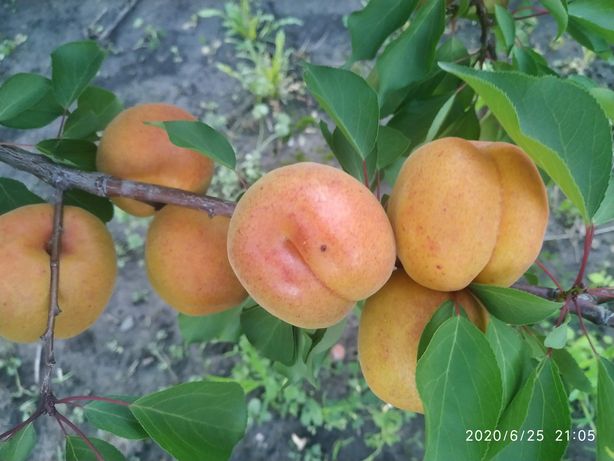 Саджанці абрикоса та яблуні на М-9