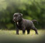 Staffordshire Bull Terrier