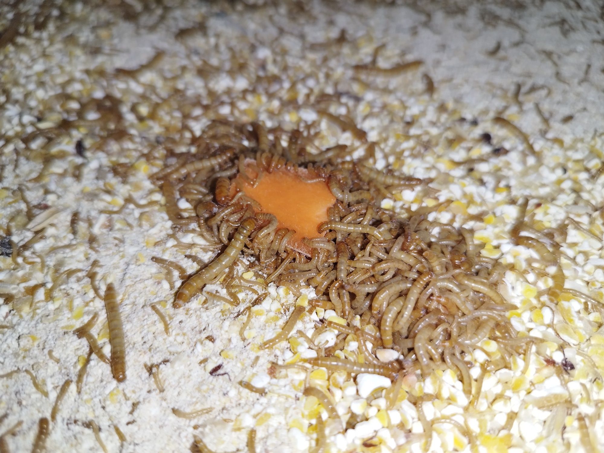 tenebrio molitor / mealworms / larva da farinha