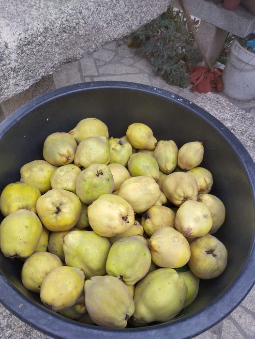Marmelos caseiros boa qualidade