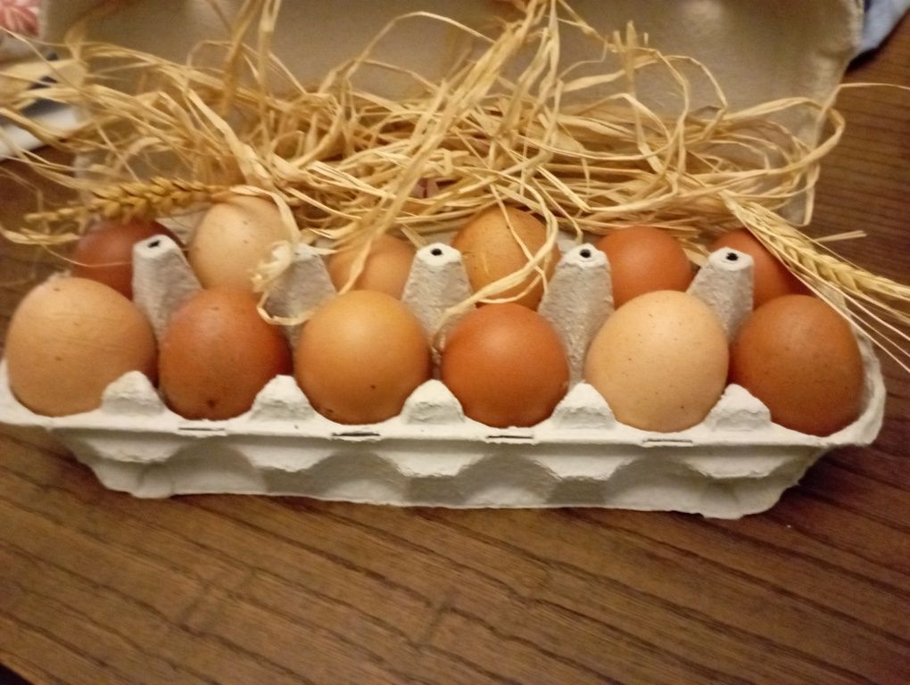 Ovos Biológicos- "Reino das Galinhas"