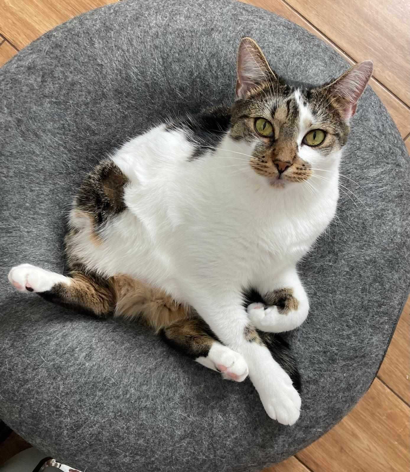 Leyla i Bajgiel szukają wspólnego domu < 3
