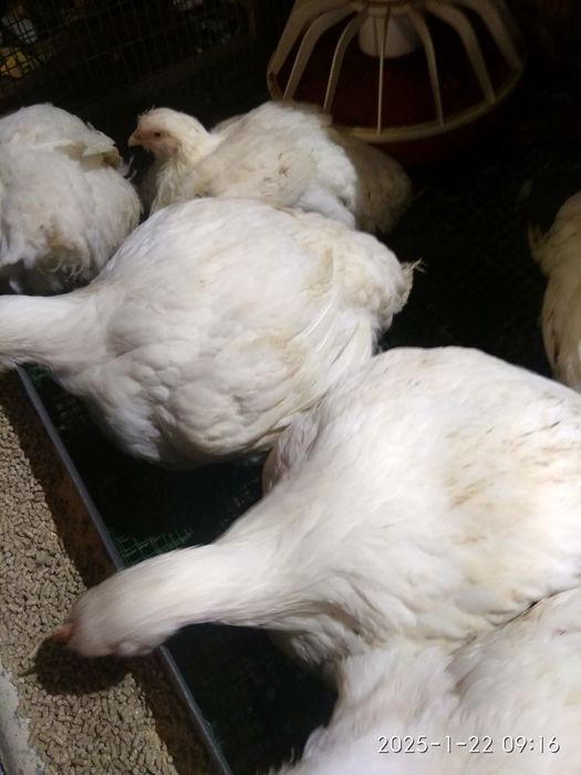 продам бройлеров