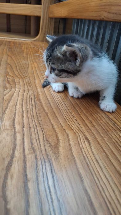 Oddam kotka w dobre ręce