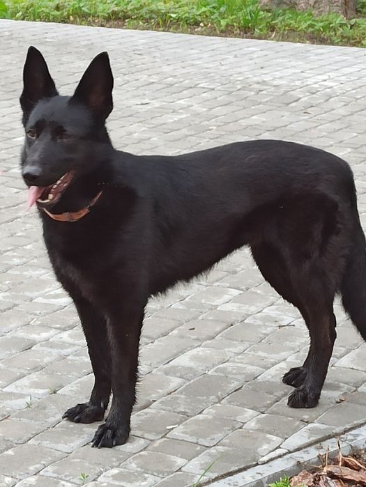 Цуценята німецької вівчарки чорного окрасу