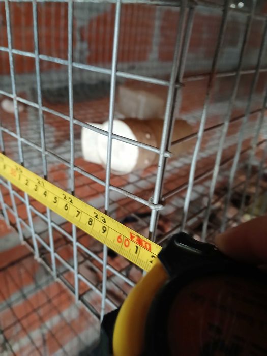 Gaiola grande ou viveiro