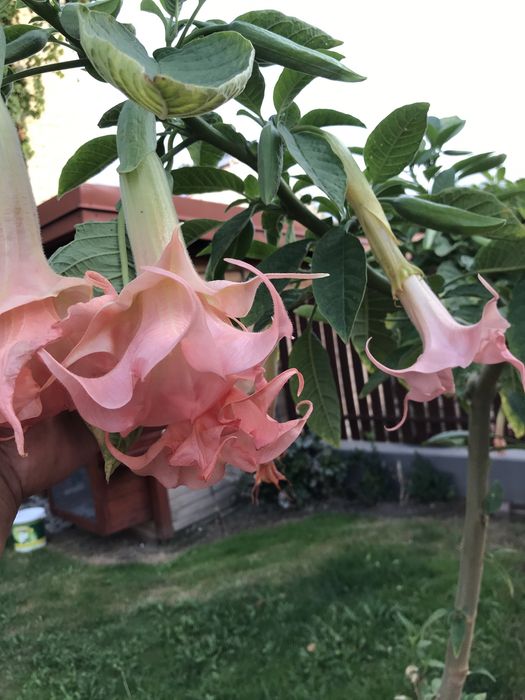 Datura zuni yelow i inne