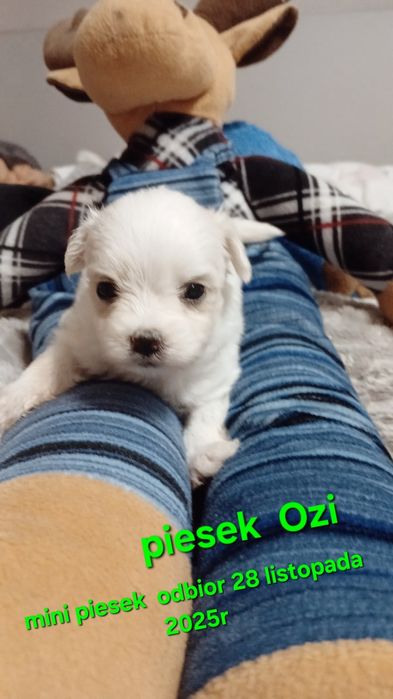 Malutkie mini maltanczyki  odbiór 28 listopad 2025r drugi miot