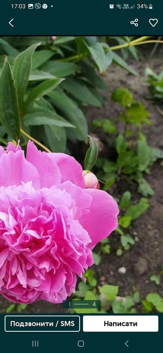 Півонія рожева  Бернар  гортензія біла велика