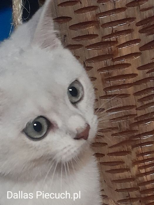 Kotki  brytyjskie srebrne szynszylowe