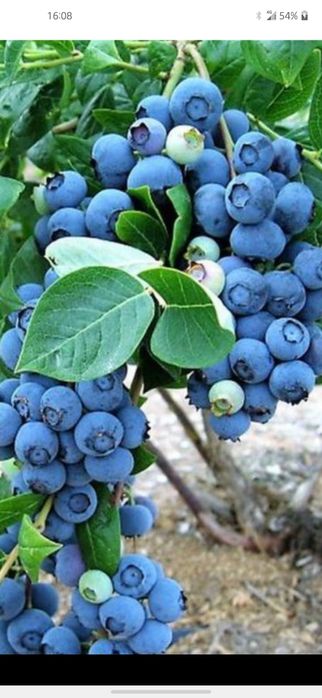 Mirtilos Duke para produção