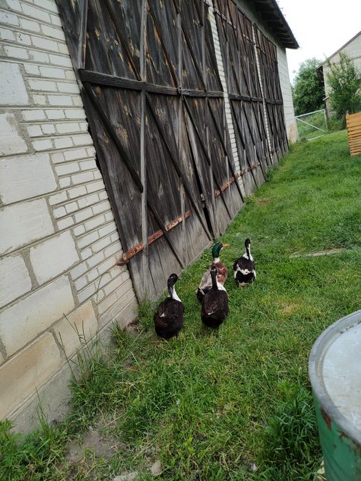 Kaczki dworki i kaczor staropolski