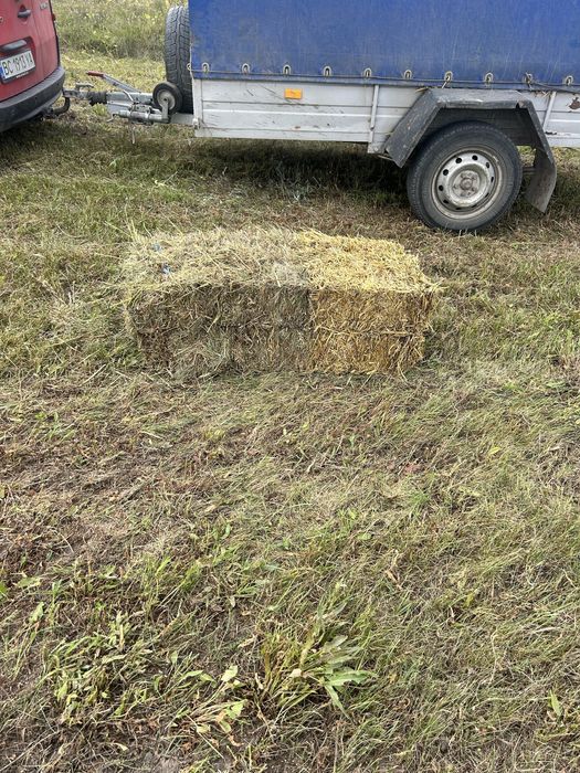 Продам сіно в квадратних тюках