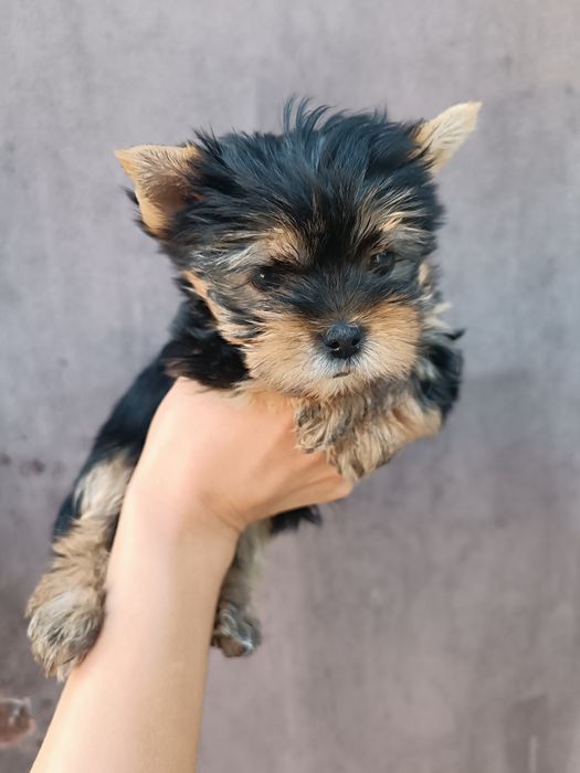 Сказочные щеночки Йорики