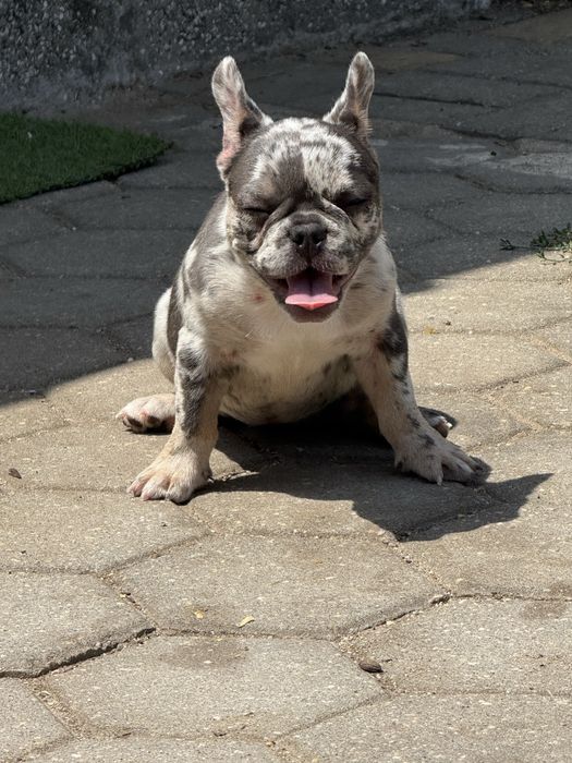 ⸻  BULDOGUE FRANCÊS – FÊMEA MERLE TIR CINZA – LINHAGEM DE CAMPEÕES