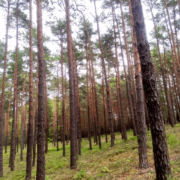 Sprzedam las 70, 50, 30 lat