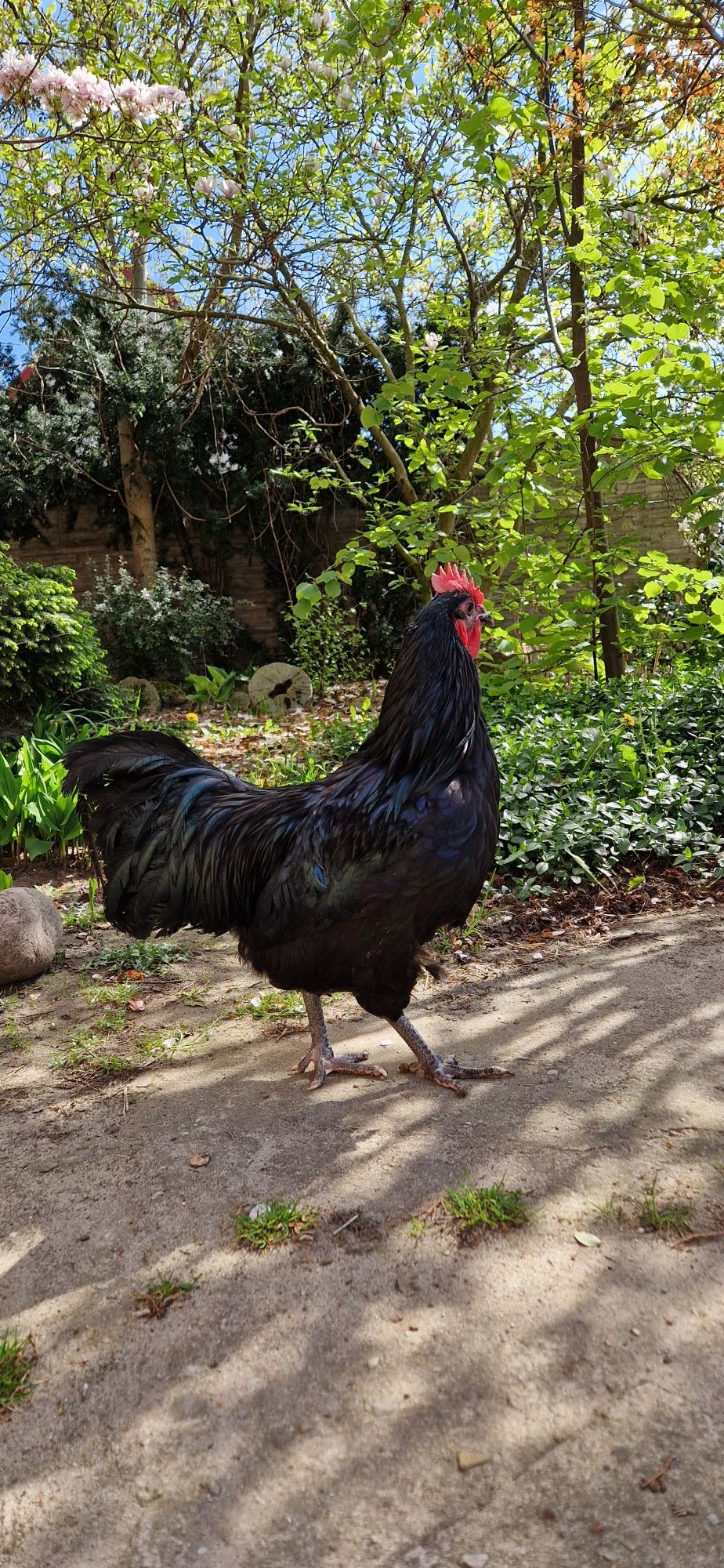 Kogut australorp