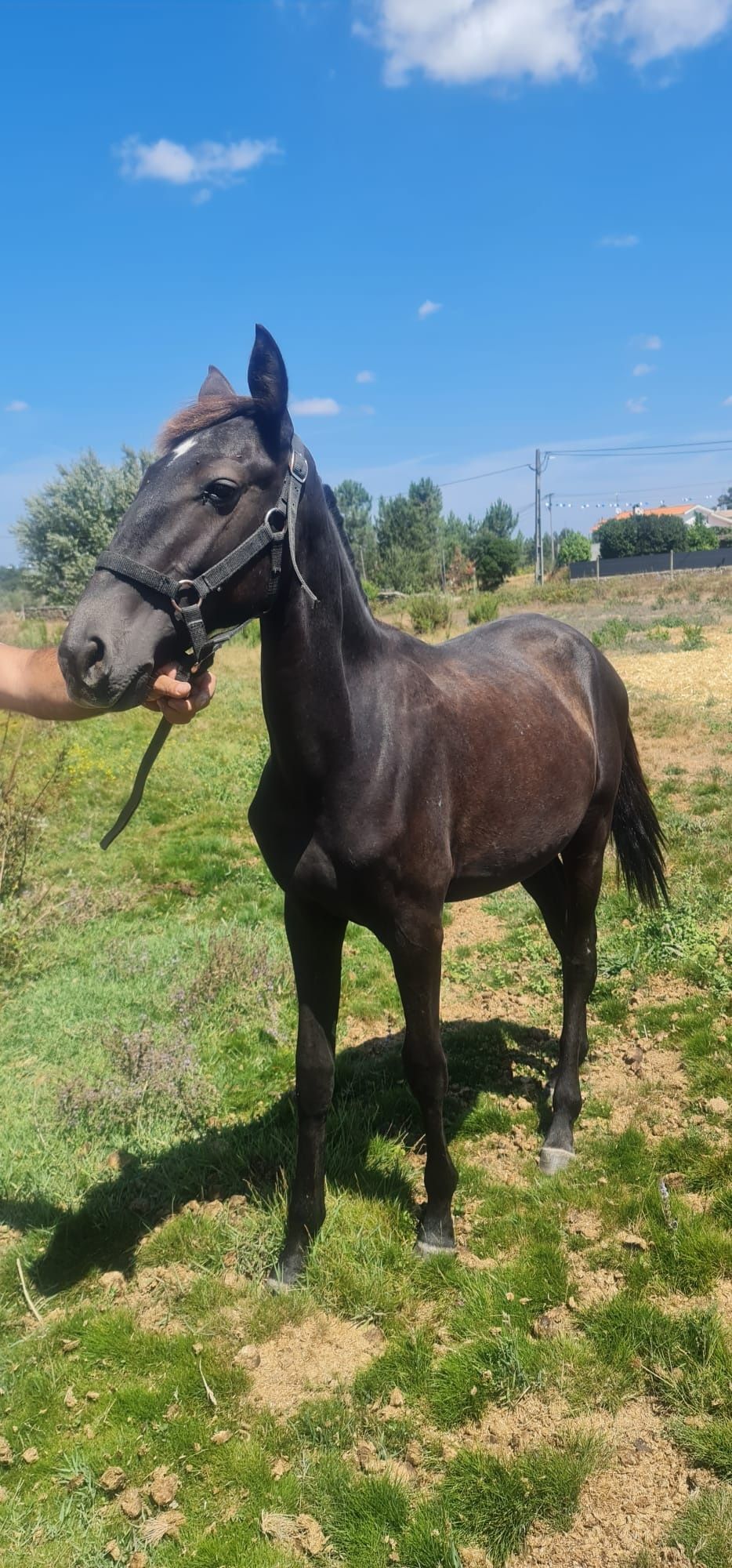poldro de ano lusitano