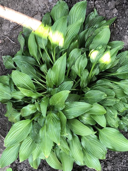 Хости, білі та фіолетові