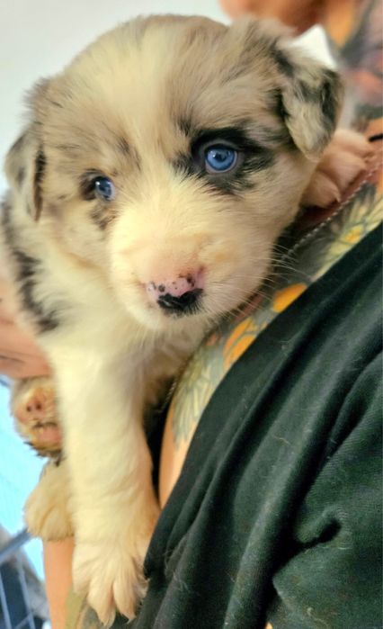 Suczka Border Collie ZKwP FCI błękitnooka