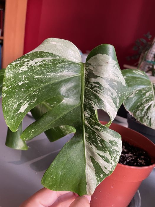 Monstera Albo Variegata - Cuttings