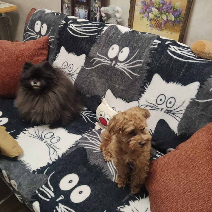 Готель для собак/ перетримка.