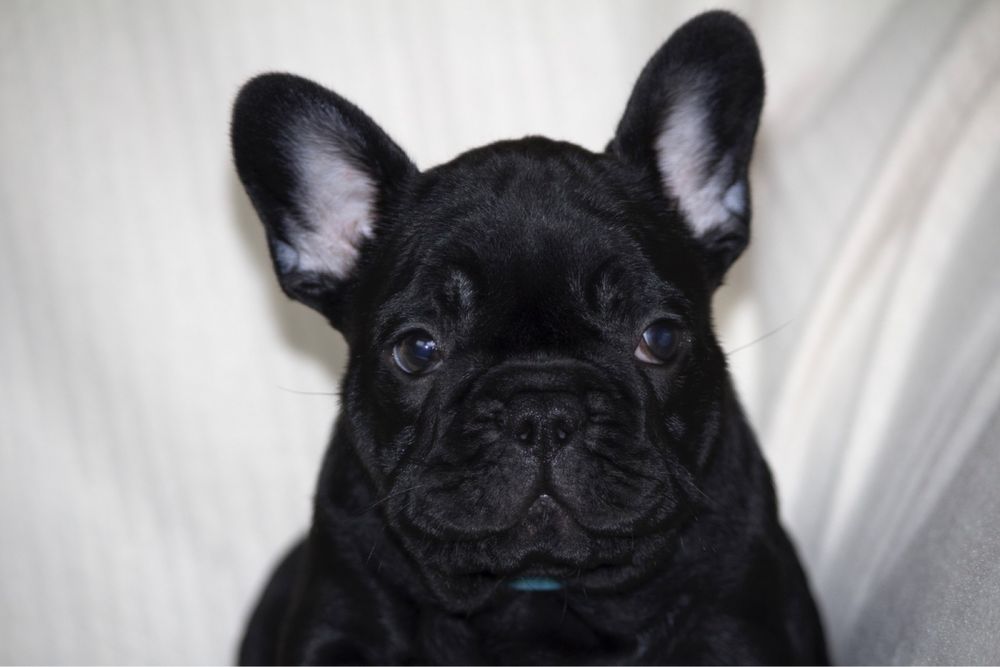 Щенки французкого бульдога