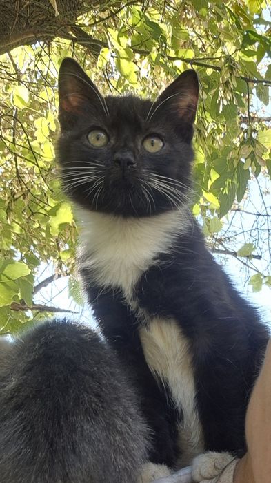 Умная кошечка! 2,5 мес