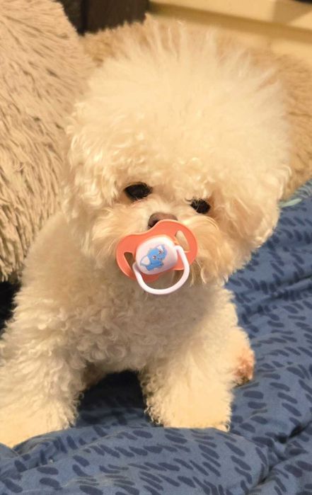 Бишон Фризе..Щенки ТИКАП ( мини). дорого.