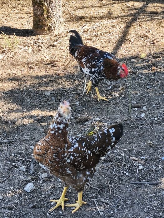Leghorn casal 5meses
