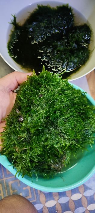 Sprzedam Mech do akwarium