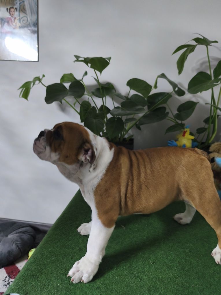Buldog Angielski ZKwP FCI